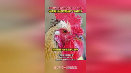 农家乐扫码闻鸡鸣遭跟风恶搞，现象解析与反思